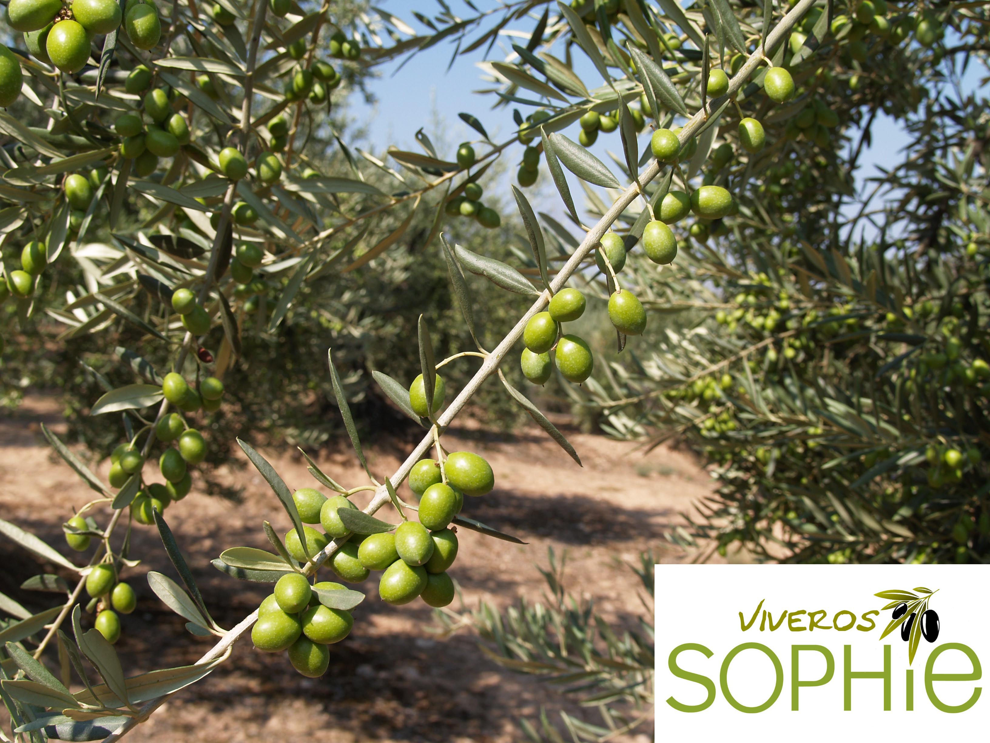 Variedad de olivo ARRONIZ